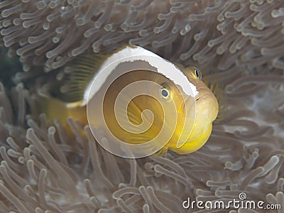 Orange skunk clownfish Stock Photo