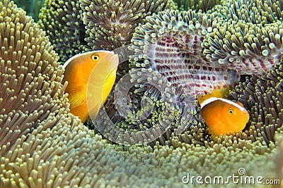 Orange Skunk Clownfish, Lembeh, North Sulawesi, Indonesia Stock Photo