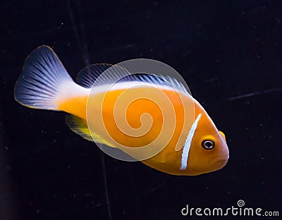 Orange skunk clownfish in sea Stock Photo