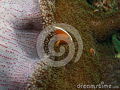 Orange skunk clownfish 02 Stock Photo