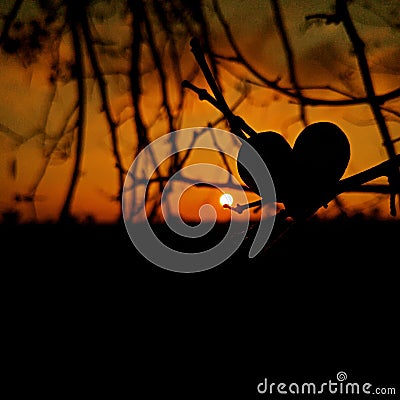 Orange sky sunset behind the silhouette leaves of the tree branch Sun behind the leaves during sunset Shepherd`s purse with sun b Stock Photo