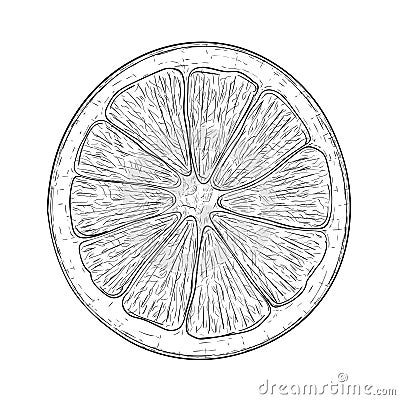 Orange slice. Black and white hand drawn sketch Vector Illustration