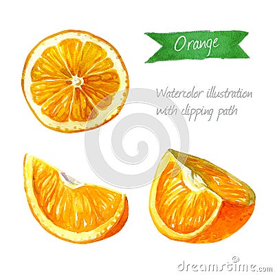 Orange slices isolated watercolor illustrationn Cartoon Illustration