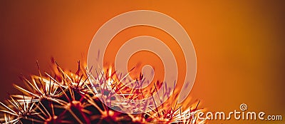 Orange soft background. Cactus in the foreground with large spines Stock Photo