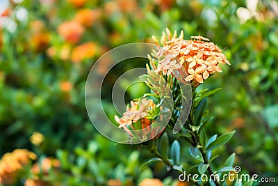 Orange spike flowers are blooming Stock Photo