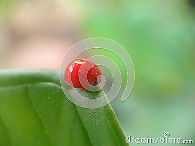 orange spotless ladybug on a green leaf Stock Photo