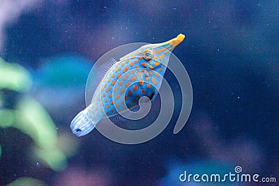 Orange spotted filefish Oxymonacanthus longirostris Stock Photo