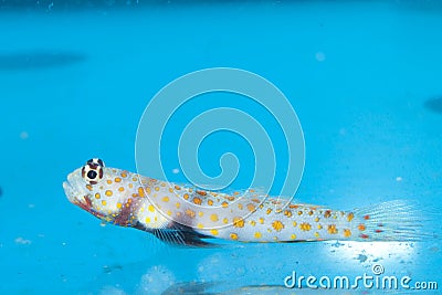 Orange Spotted Goby in Aquarium Stock Photo