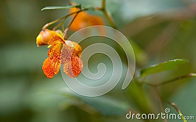 Orange Spotted Jewelweed Stock Photo