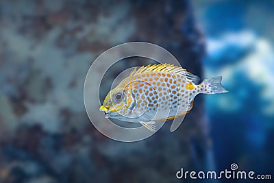 Orange-spotted Spinefoot or Gold-saddle Rabbitfish - Marine fish Stock Photo