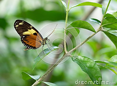 Orange-Spotted Tiger Clearwing Butterfly with Closed Wings Perched on a Leaf Stock Photo