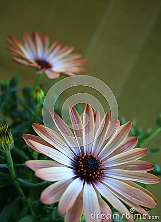 Orange spring flower Stock Photo