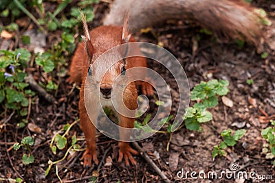 Orange squirrel Stock Photo