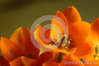 Orange Star Close-up Stock Photo