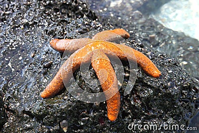 Orange starfish Stock Photo