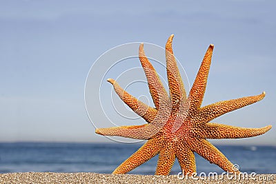 Orange Starfish Stock Photo