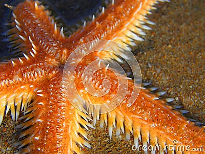 Orange starfish Stock Photo