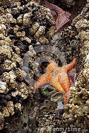 Orange starfish exposed by low tides Stock Photo