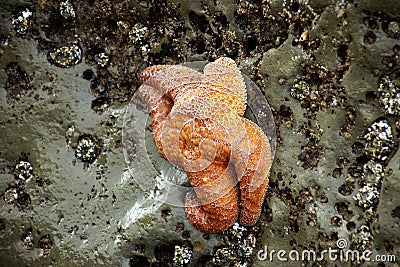 Orange starfish exposed by low tides Stock Photo