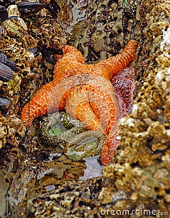 Orange starfish exposed by low tides Stock Photo