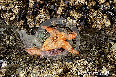 Orange starfish exposed by low tides Stock Photo