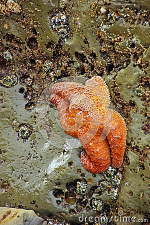Orange starfish exposed by low tides Stock Photo