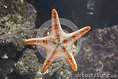 Orange starfish on glass Stock Photo