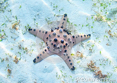 Orange starfish on white sea shore in sunlight. Underwater photo of star fish in tropical seashore. Exotic island beach Stock Photo