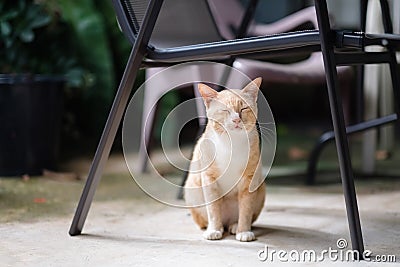 Stray cat roam to ask for food Stock Photo