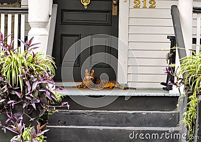 Orange striped cat lying on porch Stock Photo