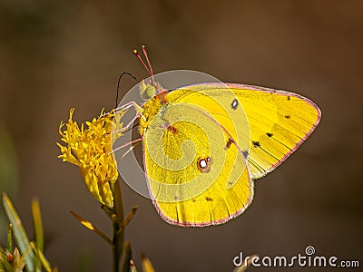 Orange Sulphur Butterfly Nectaring Stock Photo