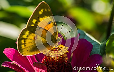 Orange sulphur butterfly ventral view Stock Photo