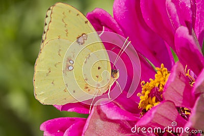 Orange Sulphur (Colias eurytheme) on a flower Stock Photo