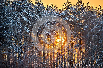 Sun shine through winter trees Stock Photo