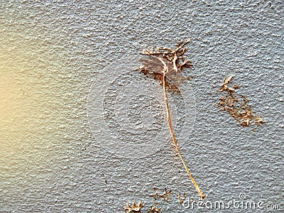 Orange sunbeam and dead root of betel or piper betle on wall Stock Photo