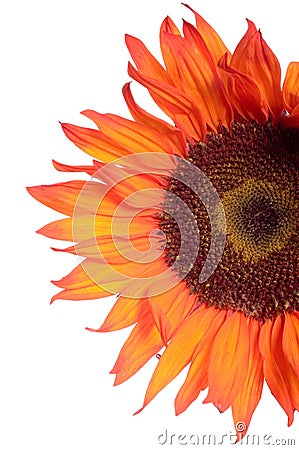 Orange sunflower detail isolated on white Stock Photo