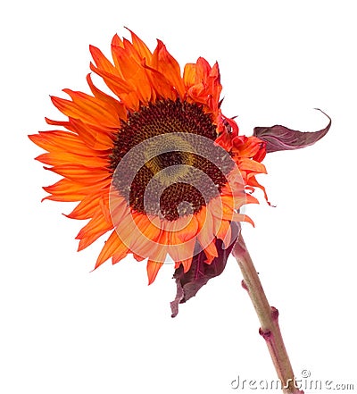 Orange sunflower isolated on white Stock Photo