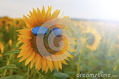 Orange sunflower with a smile in yellow sunglasses with blue glasses in a field of sunflowers Stock Photo