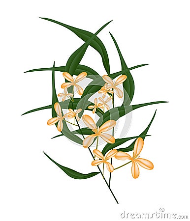 Orange Sweet Osmanthus Flower and Green Leaves Vector Illustration