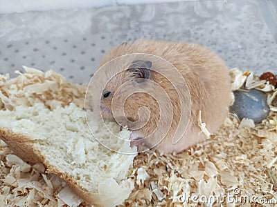 Orange syrian hamster eating bread Stock Photo