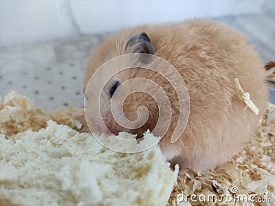 Orange syrian hamster eating bread Stock Photo