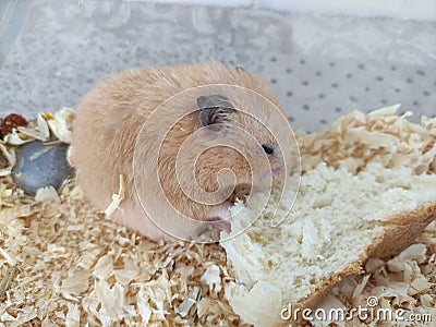 Orange syrian hamster eating bread Stock Photo