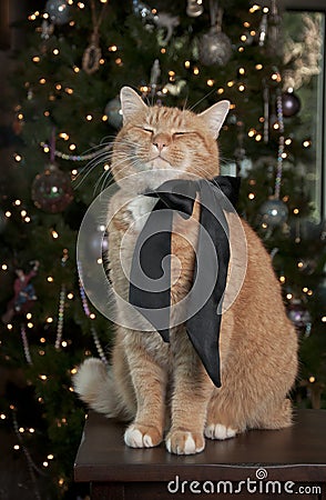 Orange Tabby Cat Stock Photo