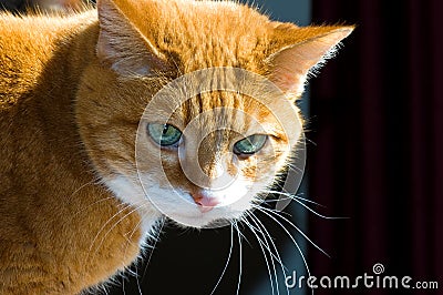 Orange Tabby Cat Stock Photo