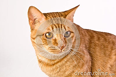 bag tent for against a background. shot cat neutral Handsome orange tabby bag tent for against a background. shot cat neutral Handsome orange tabby