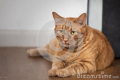 Orange tabby cat laying down paws out sad expression Stock Photo