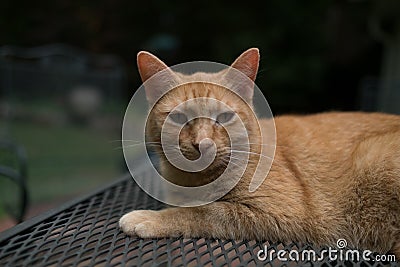 Orange tabby cat pet portrait outside marmalade Stock Photo