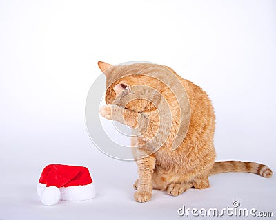 Orange tabby cat sitting next to small santa hat hiding face wit Stock Photo