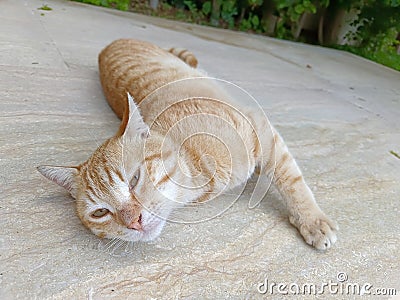Orange Tabby Cat stretching on the ground and posing to the camera Stock Photo