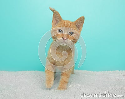 orange tabby kitten standing with paw up Stock Photo